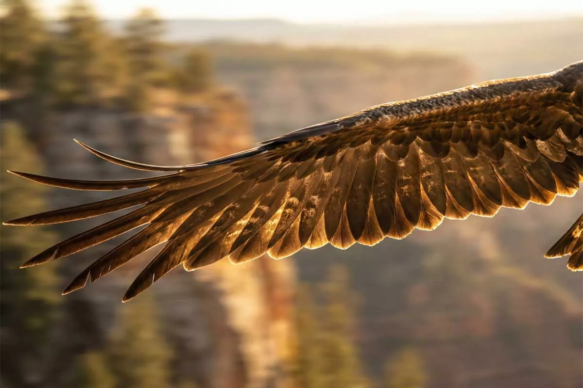 Plumes d'Oiseaux - Structure, Fonction et Entretien (Expliqué)