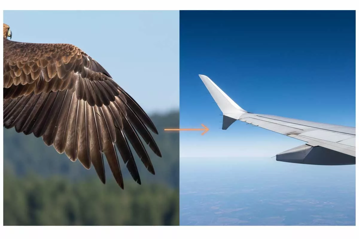 Bird Flight: The Ultimate Guide (Forces, Anatomy & Styles)